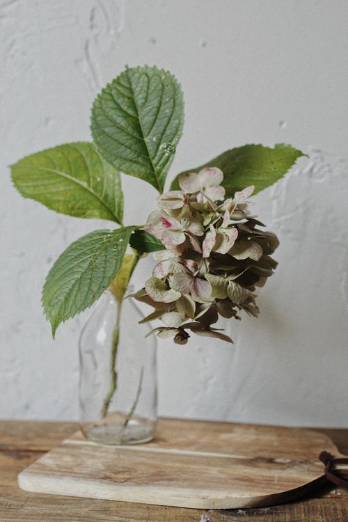 Free Close-up of a hydrangea flower in a glass vase on a wooden board. Stock Photo
