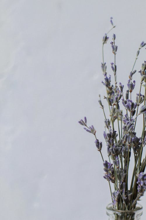 Immagine gratuita di avvicinamento, fiori viola, sfondo grigio