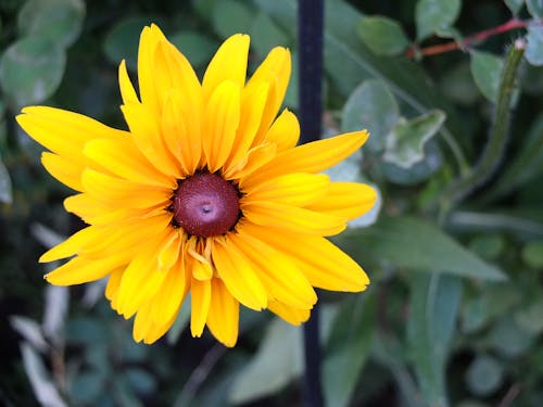 Close-up Photo of a Yellow Flower