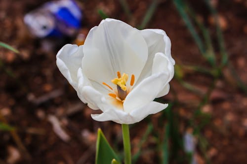 Close-Up Photography of White Tulip