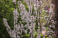 樱花美丽地盛开，展现了大自然的春天之美