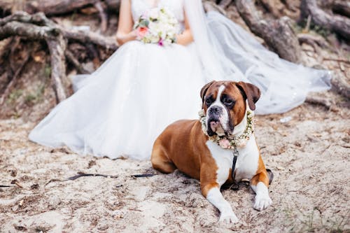 Free stock photo of animal, boxer, bridal