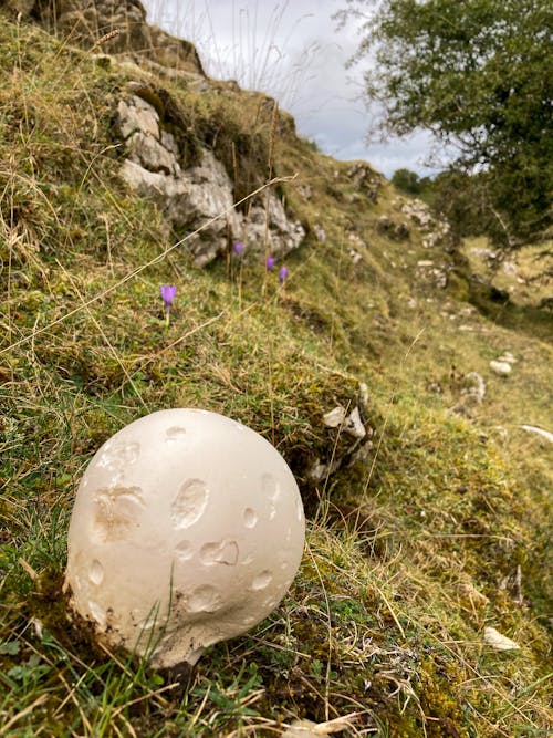 Free stock photo of beauty of nature, mushrooms, toadstools Stock Photo