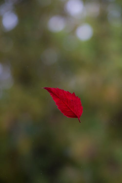 Foto stok gratis daun, daun musim gugur, dof