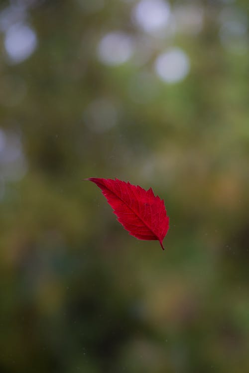 Falling Red Leaf