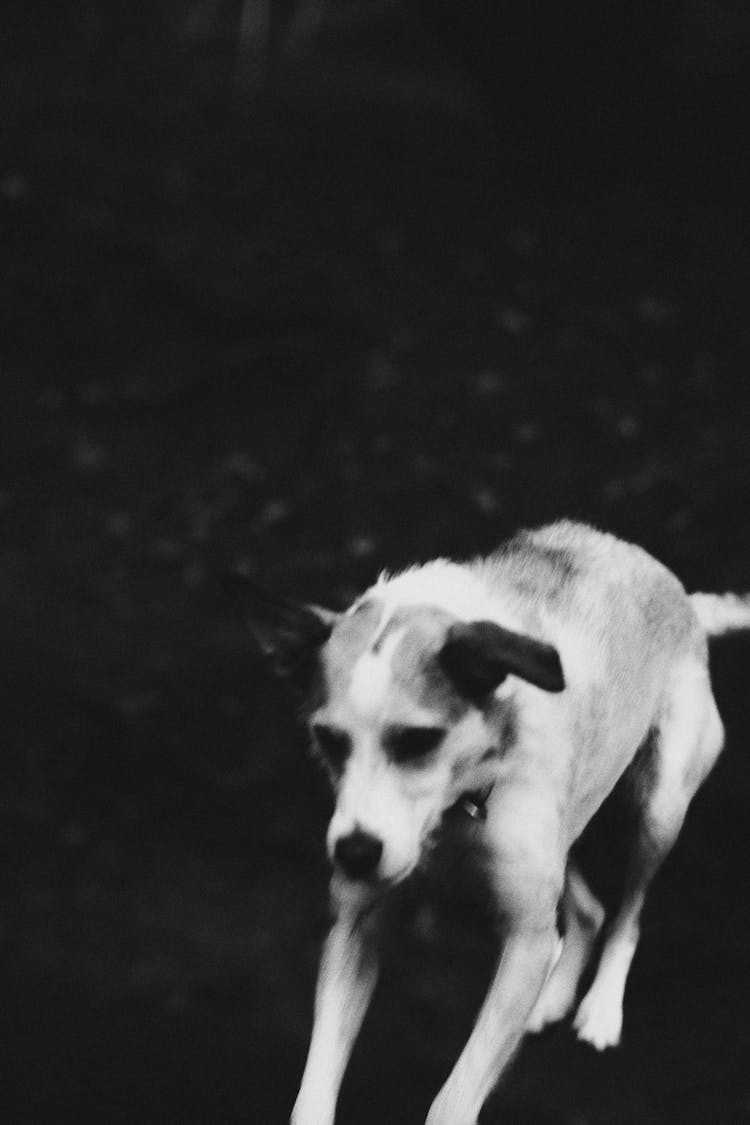 Black And White Photo Of Dog Jumping