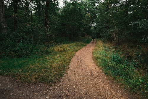 Foto d'estoc gratuïta de arbres, bosc, camí de carro