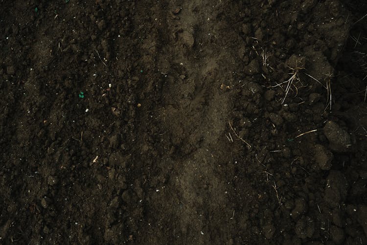 Photo Of The Soil 