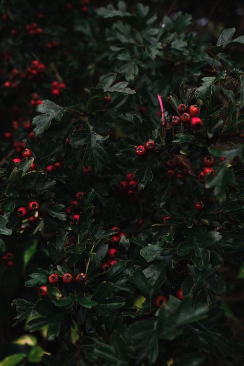 Free Close-up of a lush bush with vibrant red berries and dark green leaves. Ideal for nature themes. Stock Photo