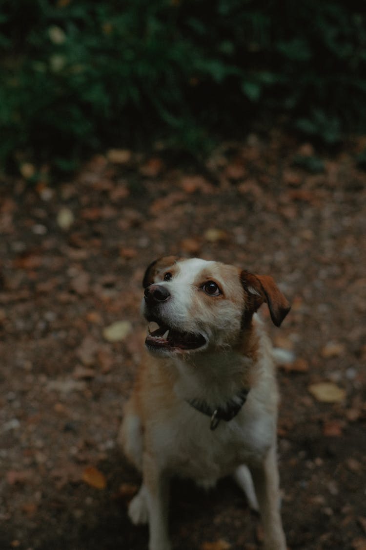 Dark Photo Of A Small Dog On A Footpath