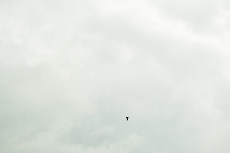 Bird Flying On Cloudy Sky