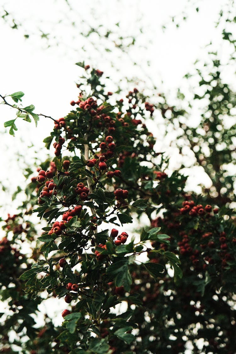 Rowanberry Growing On Tree