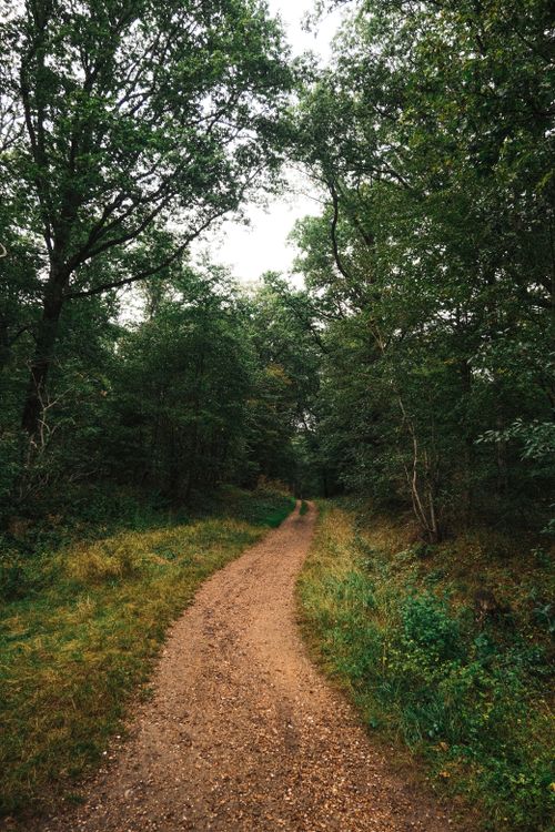 Free A serene dirt pathway winding through a lush green forest, perfect for nature walks and relaxation. Stock Photo