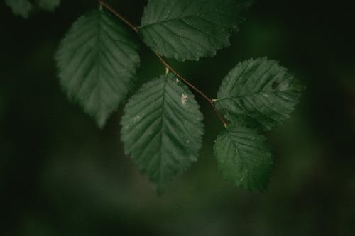 Darmowe zdjęcie z galerii z głębia pola, liście, natura