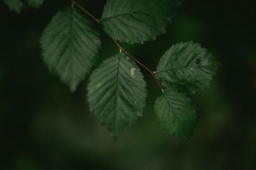 Free A detailed close-up photo of green leaves with visible natural texture and depth. Stock Photo