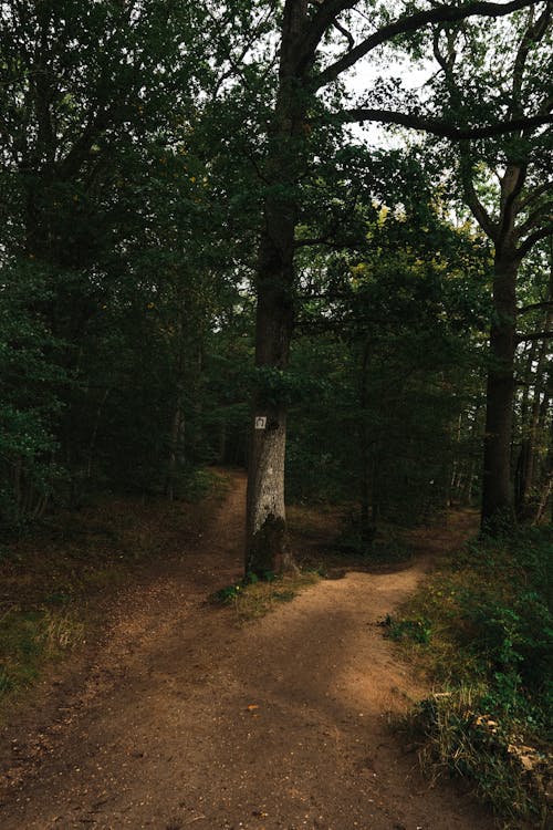 Gratis stockfoto met bomen, bossen, bruine grond