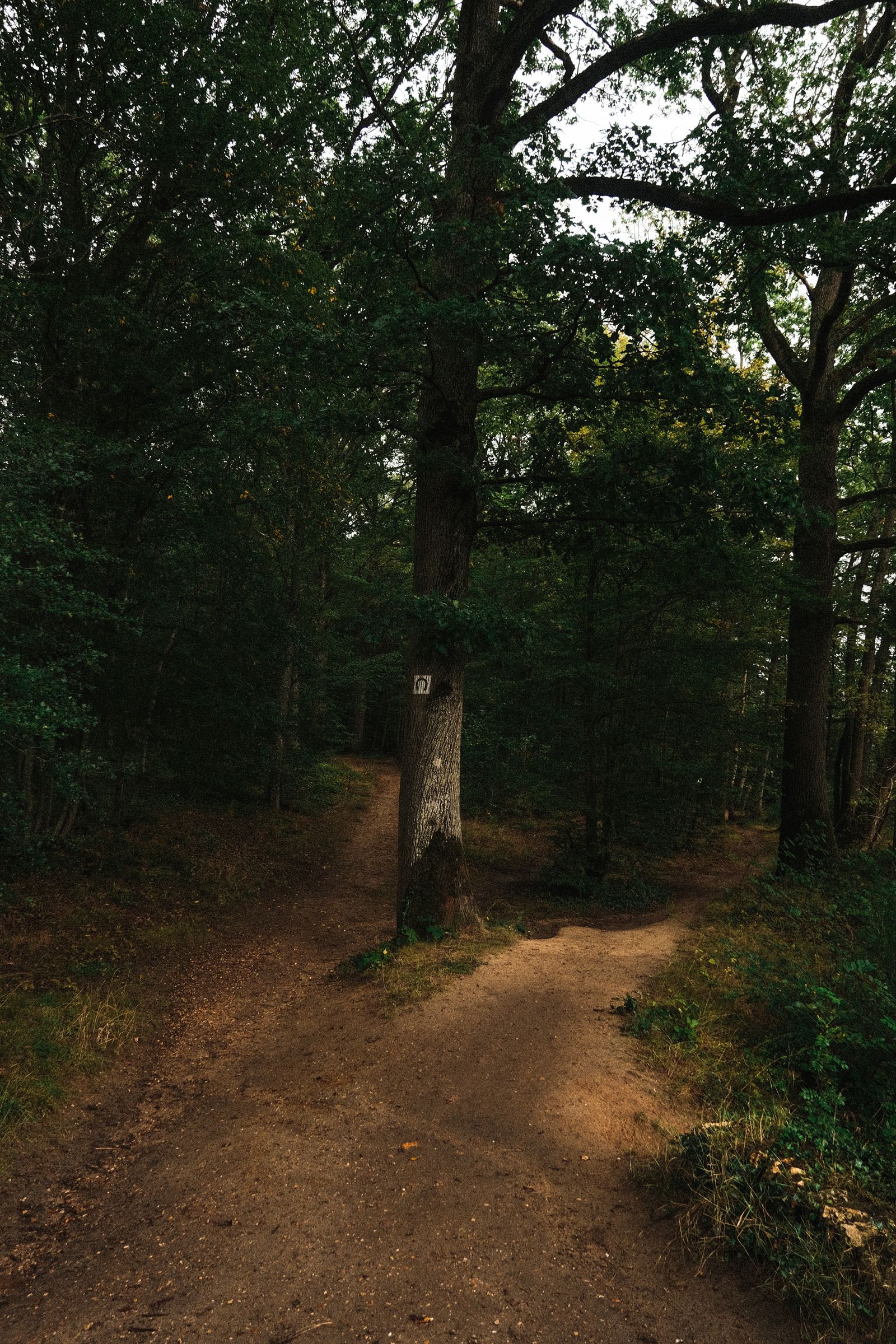 Forest trail splitting into two diverging paths through trees