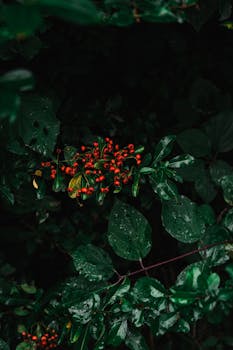 A detailed view of red berries and wet green foliage with raindrops, shot in a natural setting.