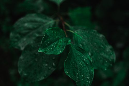 Free Detailed close-up image of green leaves with raindrops, showcasing nature's beauty. Stock Photo