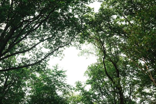 Free Sunlight peeking through the lush green forest canopy capturing nature's serenity. Stock Photo