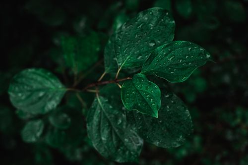 Free Capture of fresh green leaves with dewdrops showcasing nature's beauty and growth. Stock Photo
