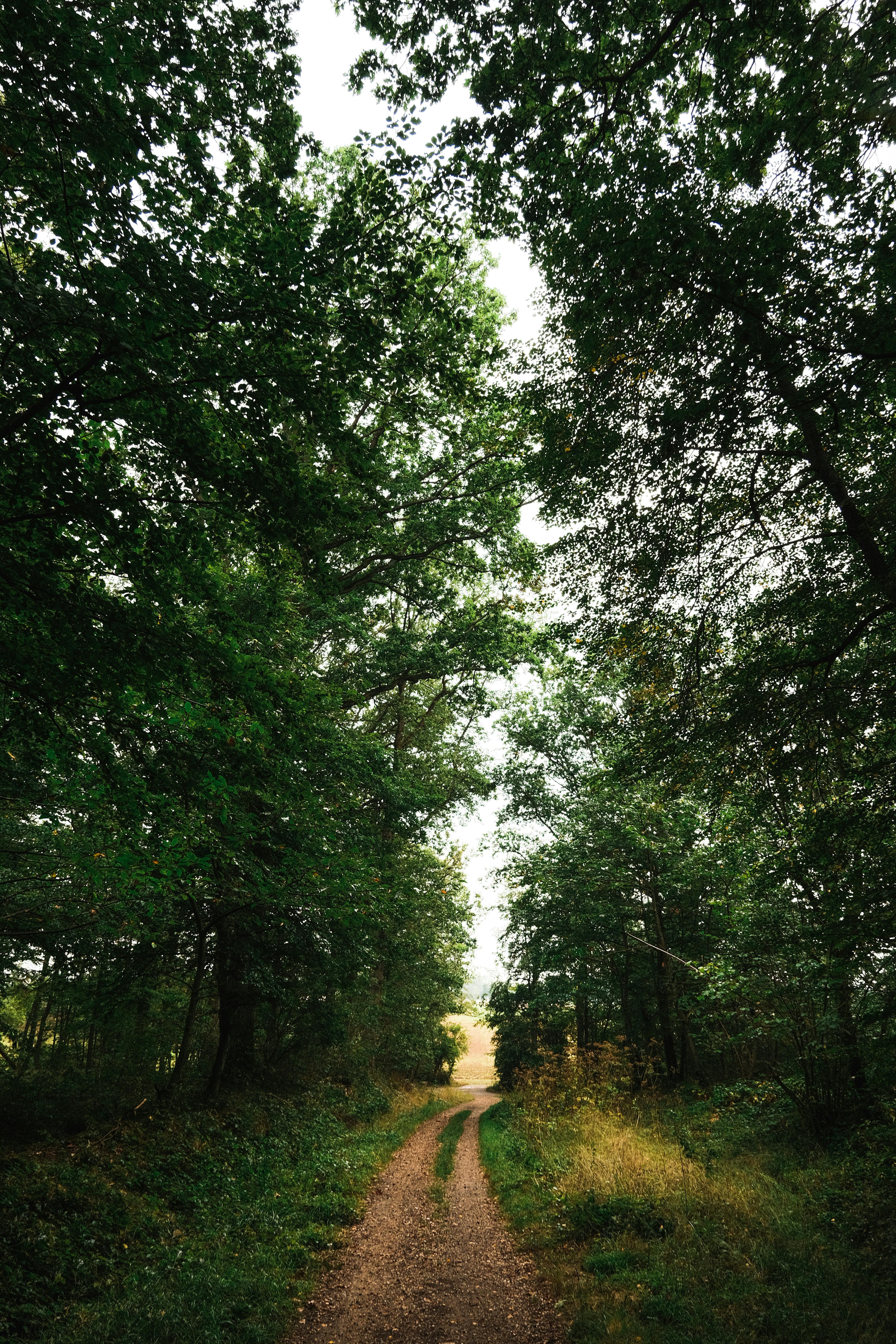 Miễn phí Ảnh lưu trữ miễn phí về @ngoài trời, ánh sáng ban ngày, bàn chải Ảnh lưu trữ