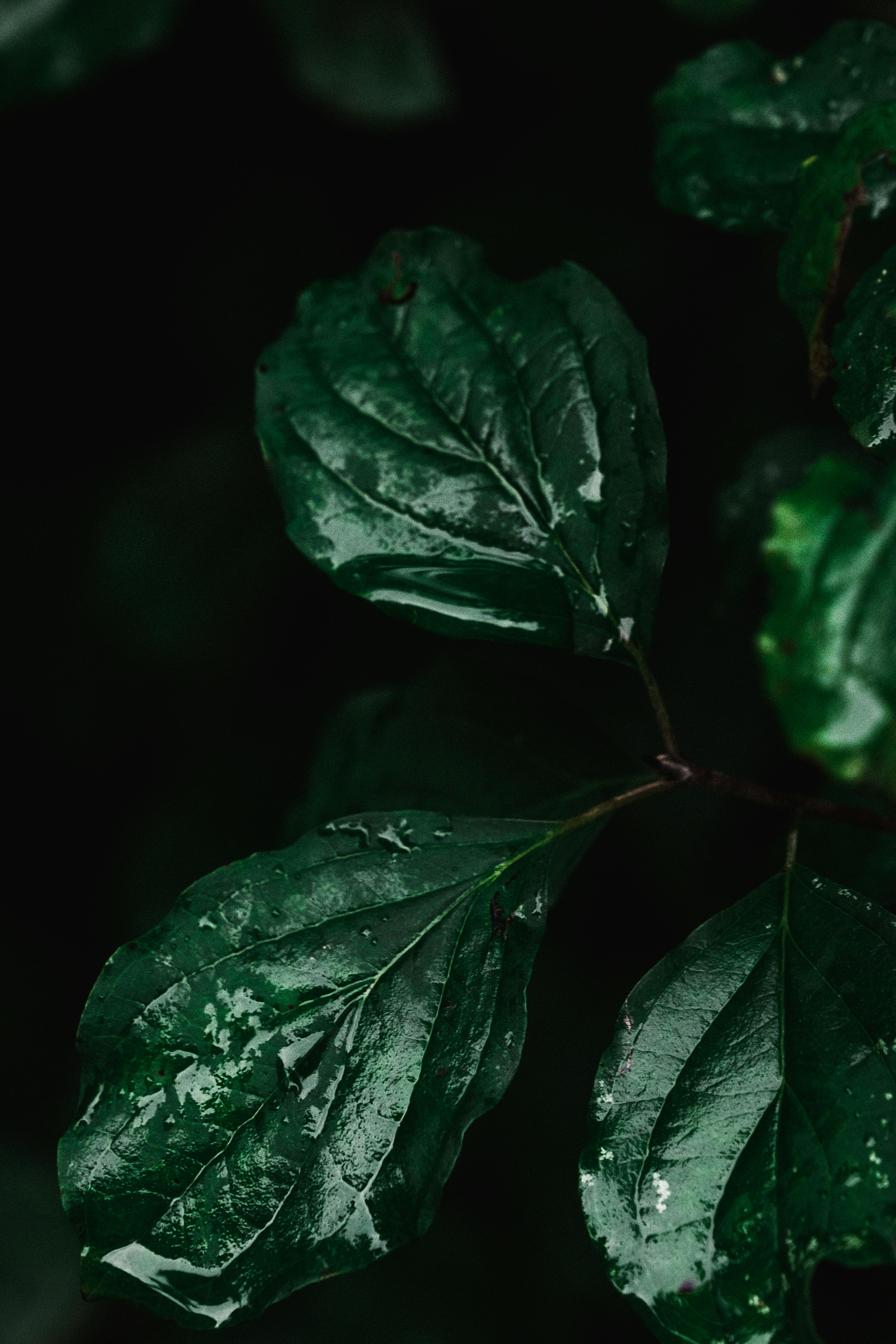 Close up of Plant Leaves · Free Stock Photo