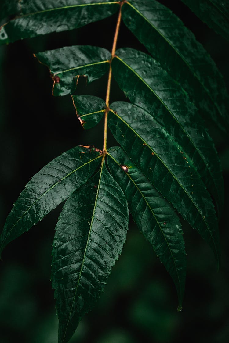 Dark Leaves Growing On Branch