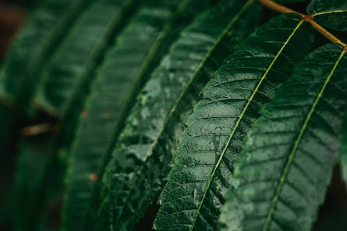 Green Leaves in Close Up Photography