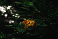 Withering Maple Leaf on Green Pine Leaves