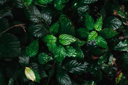 Free Close-up of vibrant green leaves with raindrops, showcasing lush nature and growth. Stock Photo