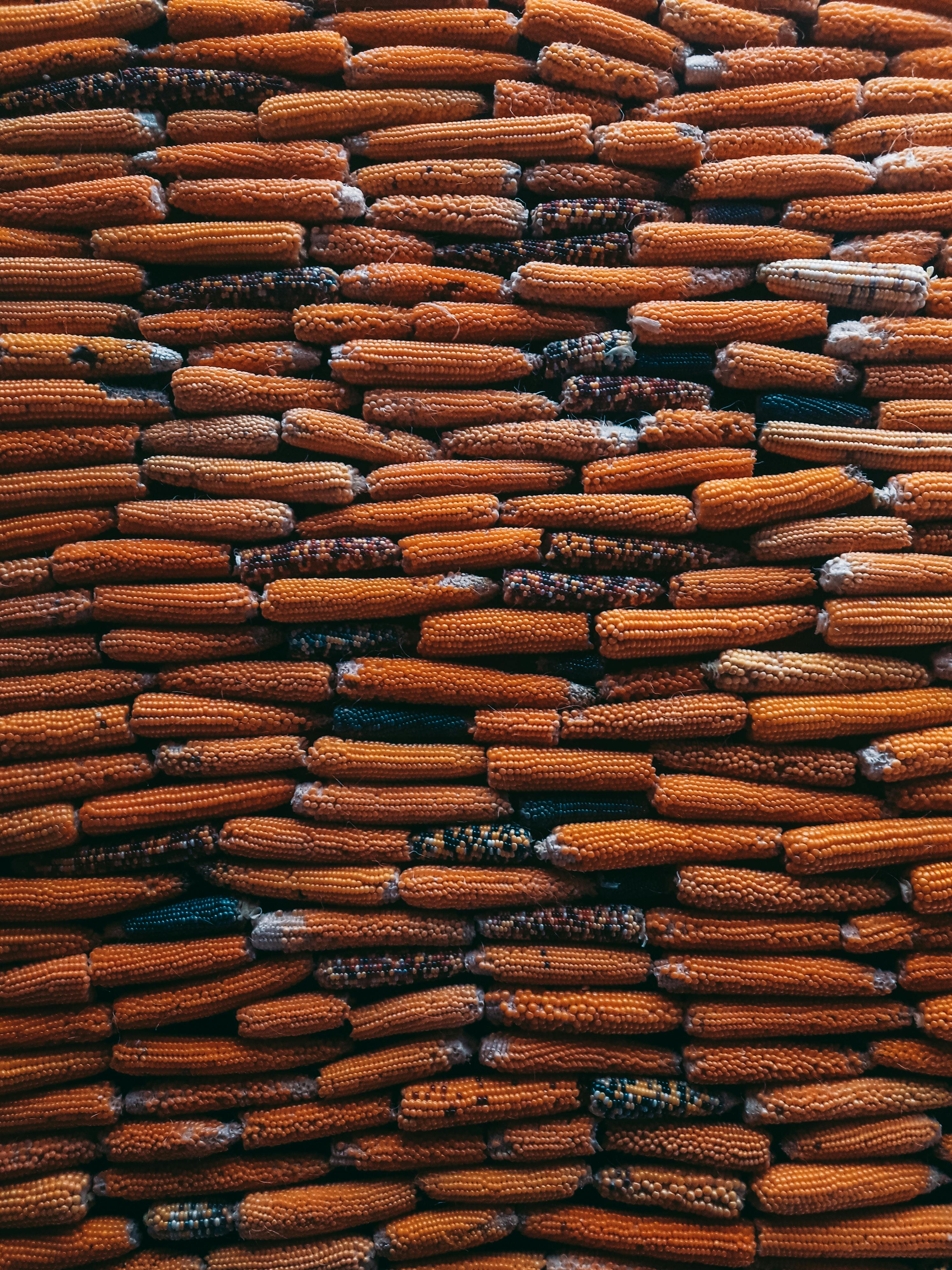 A vertical shot capturing neatly stacked dried corncobs, creating an abundance pattern and texture.