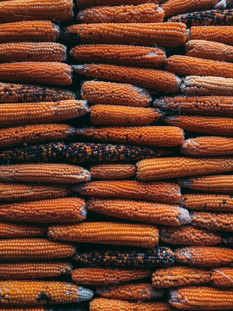 Stacked Cobs Of Corn 