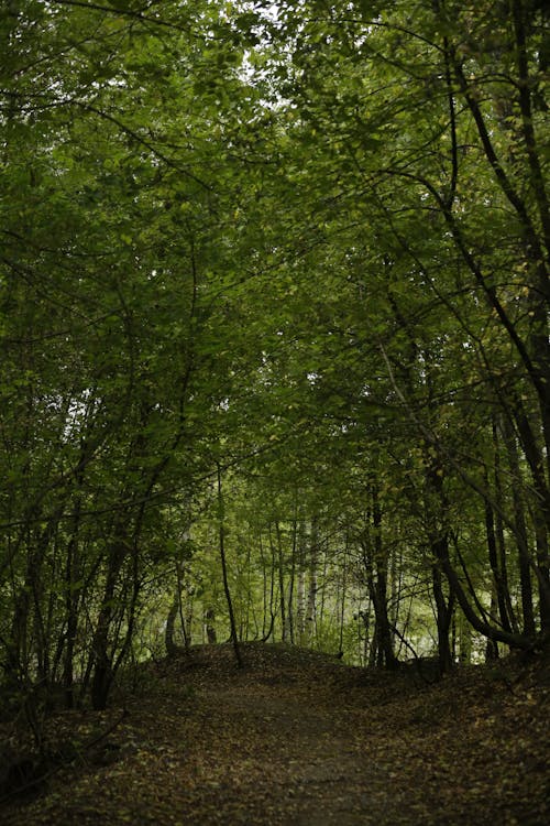 Gratuit Imagine de stoc gratuită din atmosfera de outono, aventură de pădure, codru Fotografie de stoc