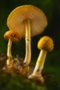 Close up on mushrooms