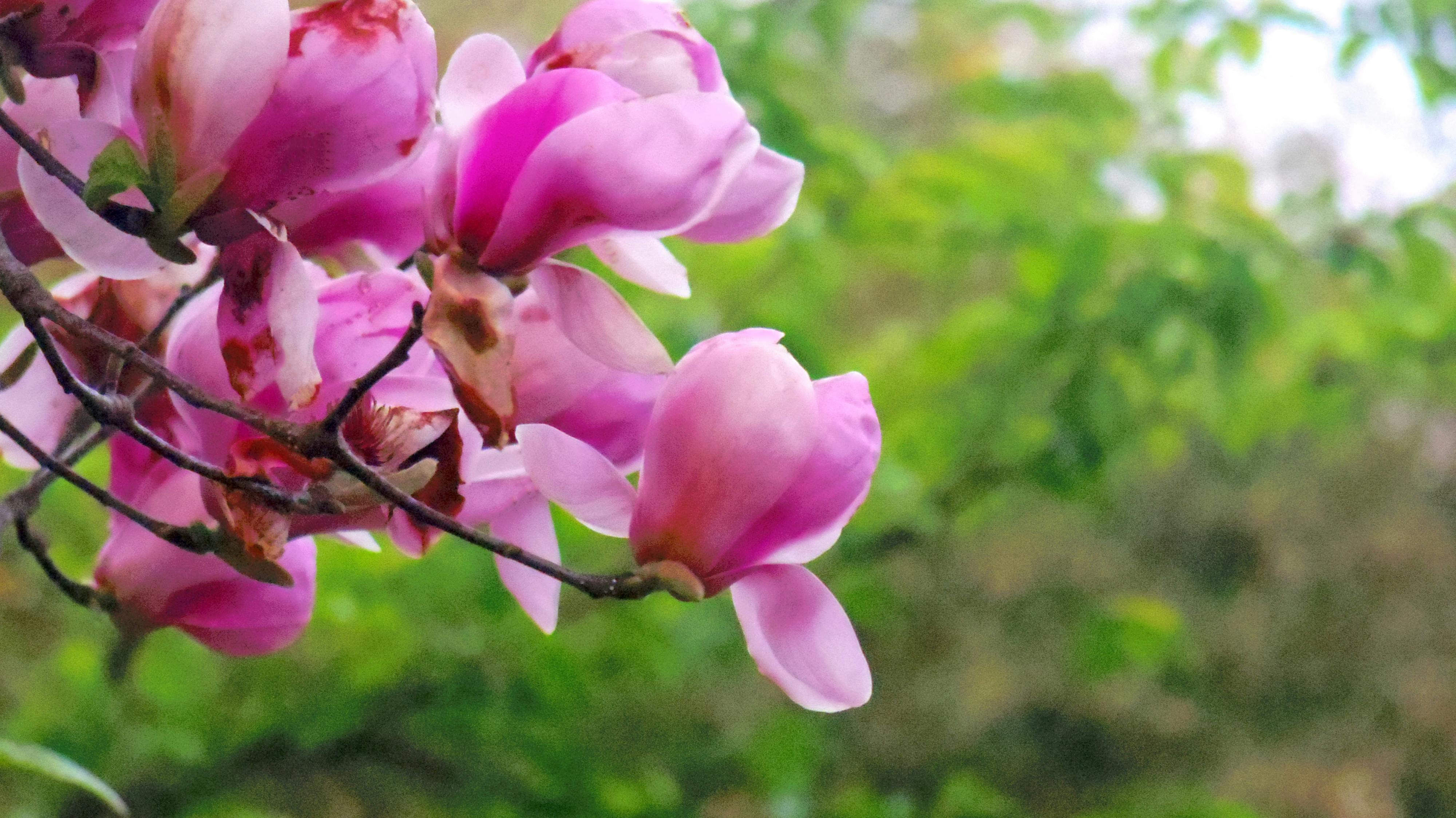 Pink Leafed Tree · Free Stock Photo