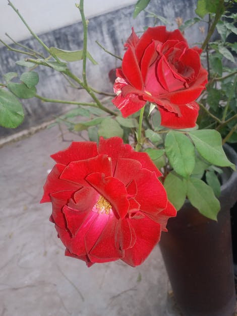 Imagine De Stoc Gratuită Cu Trandafiri Rosii