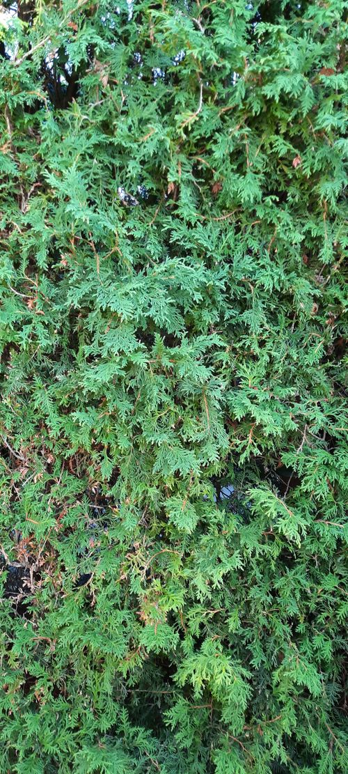 Free stock photo of green, hedge Stock Photo