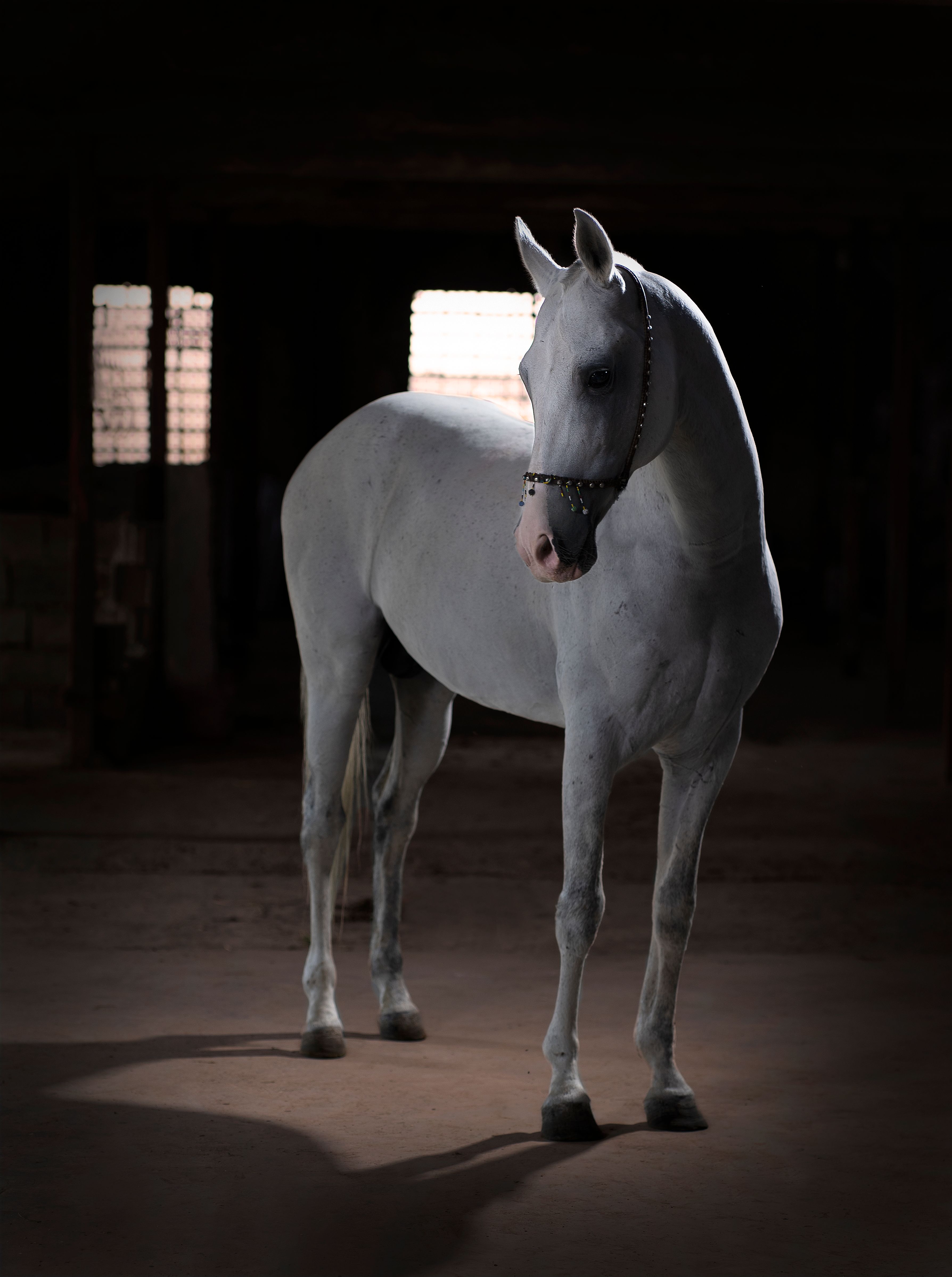 Majestic white horse in a dimly lit barn, showcasing elegance and grace.