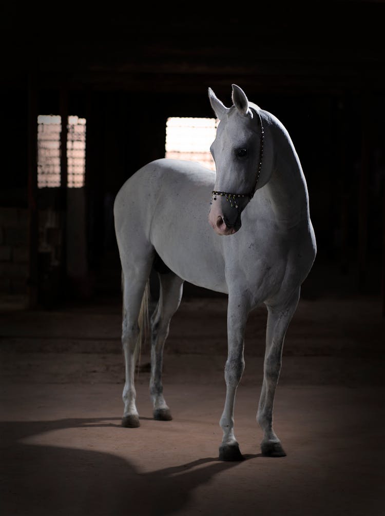 Majestic Horse In Barn