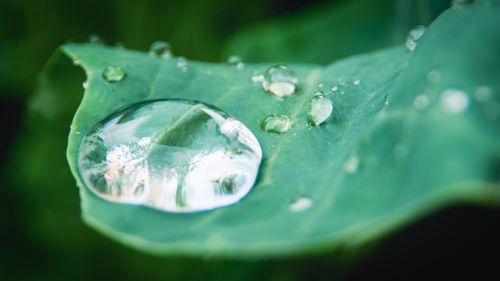 Free stock photo of autumn leaf, beauty in nature, close up focus Stock Photo