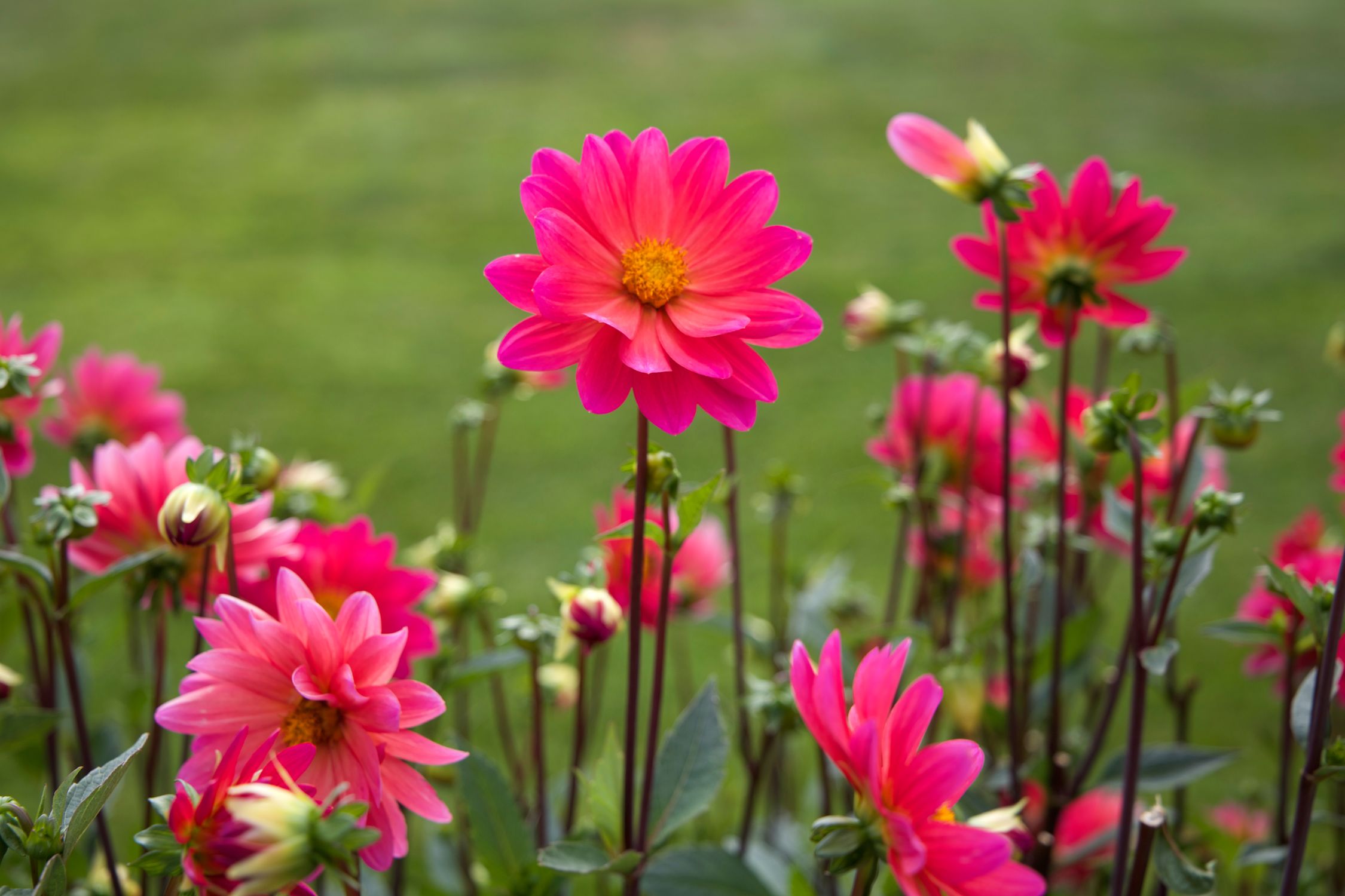 Selective Focus Photography of Pink Dahlia Flowers · Free Stock Photo