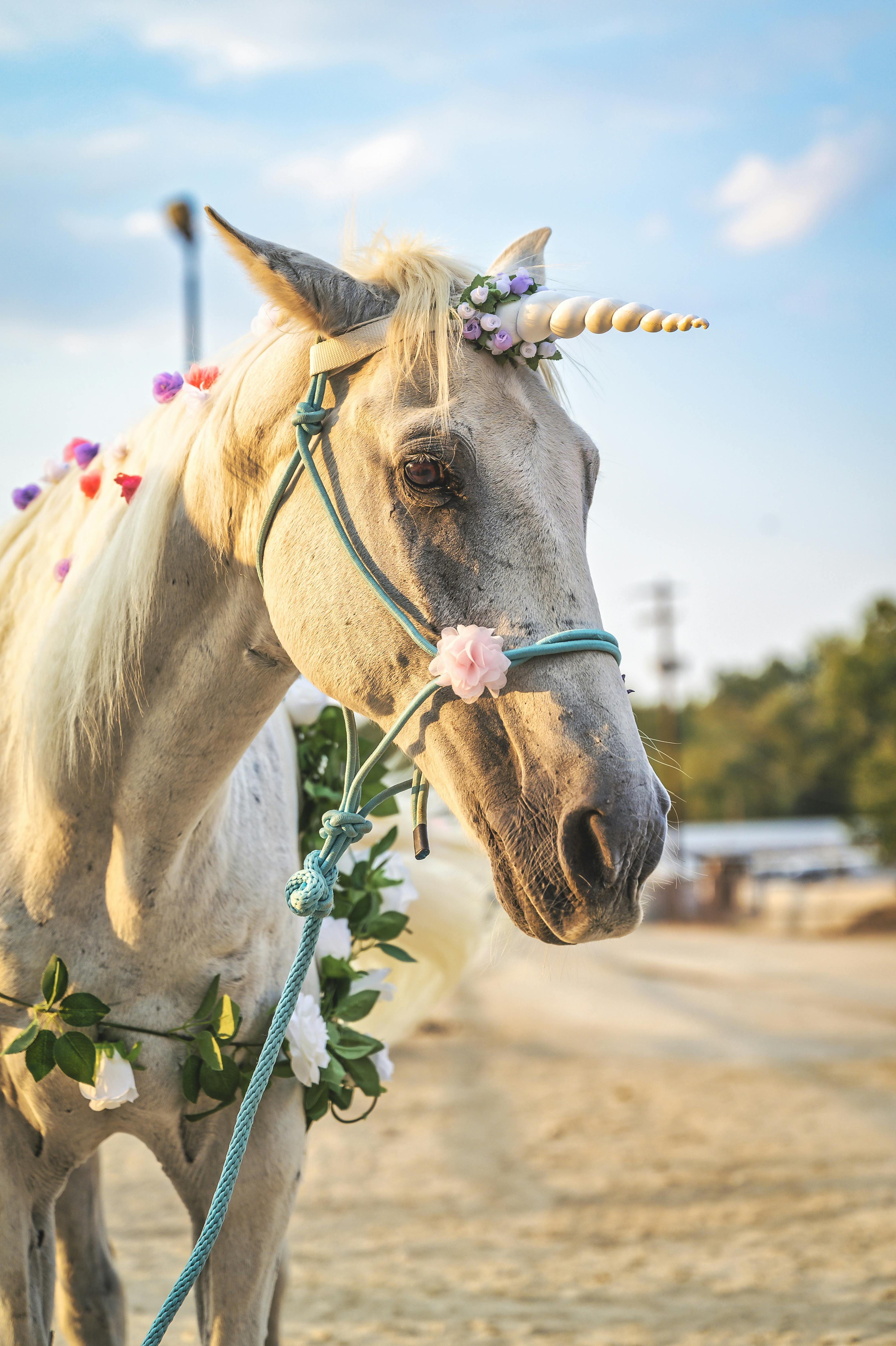 grátis Foto profissional grátis de @exterior, adestramento, América do Norte Foto profissional