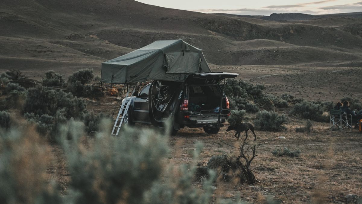 Voyager avec son chien : les meilleures astuces pour un road trip réussi