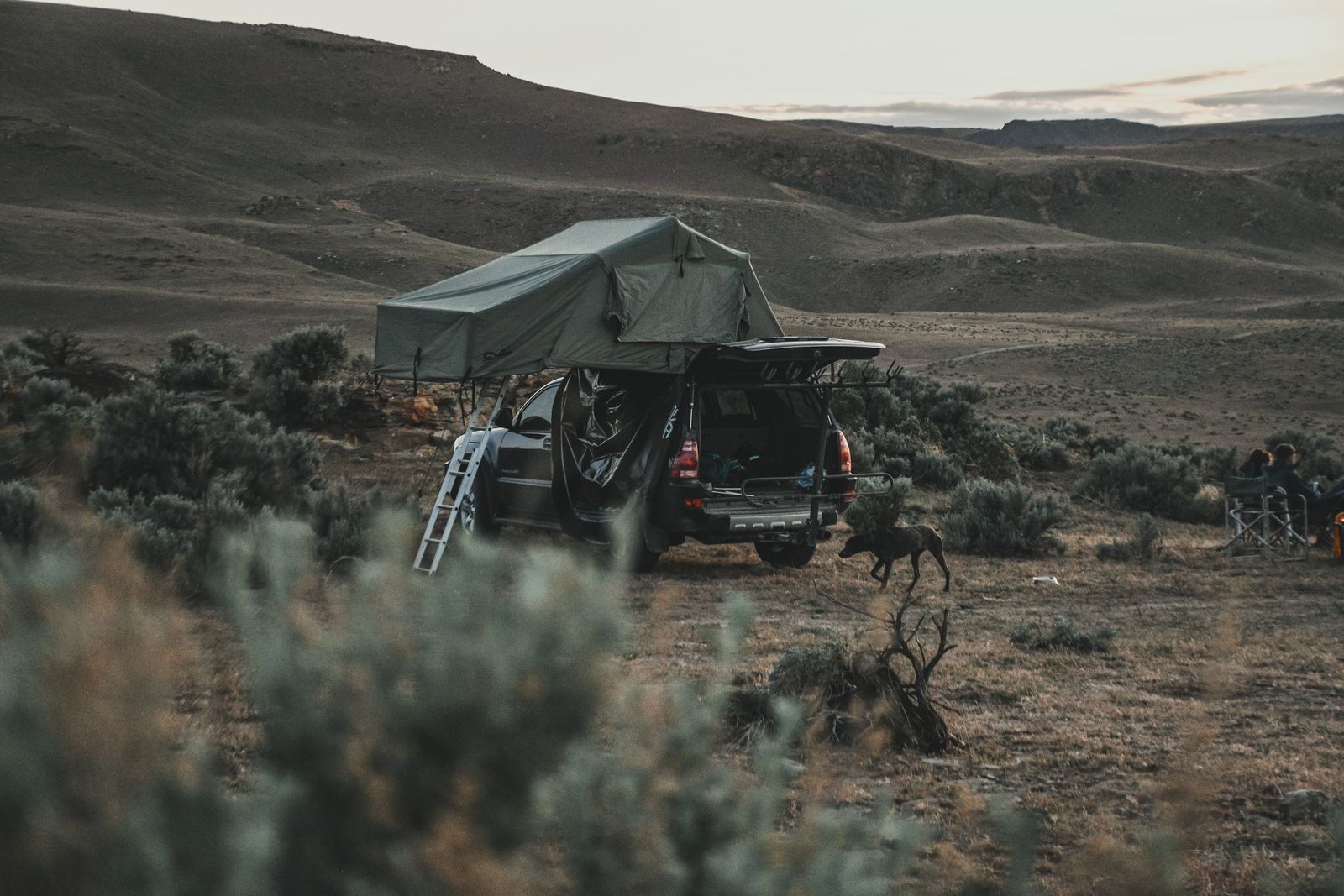 Dog beside a vehicle camping setup at dusk