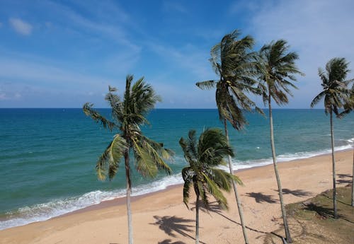 해변에서 코코넛 나무의 사진
