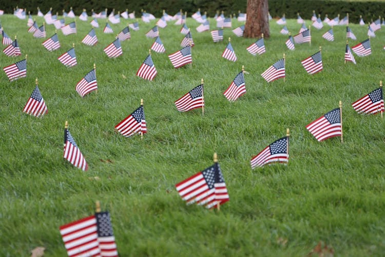 American Flags Planted On A Grass Field