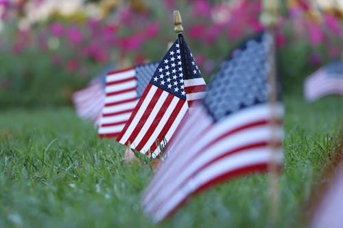 US Flags Stuck in the Grass Lawn 