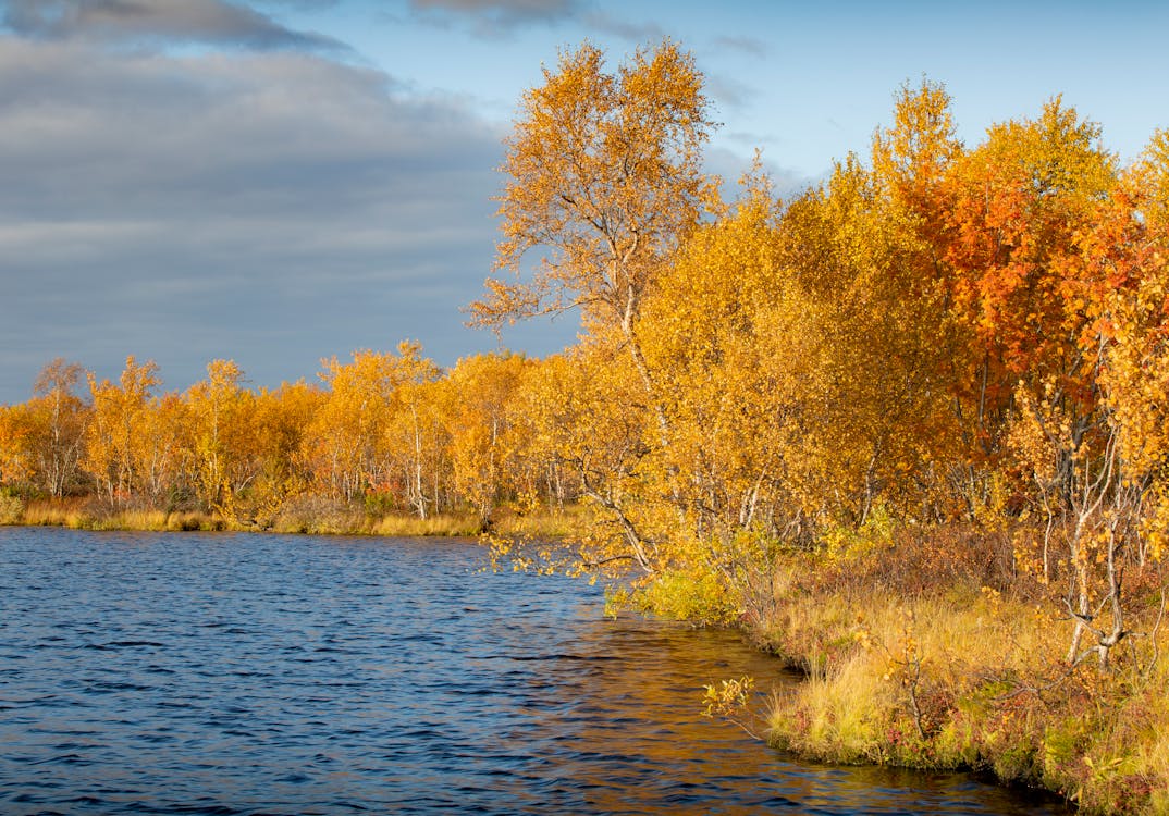 Trees on Lakeshore in Autumn