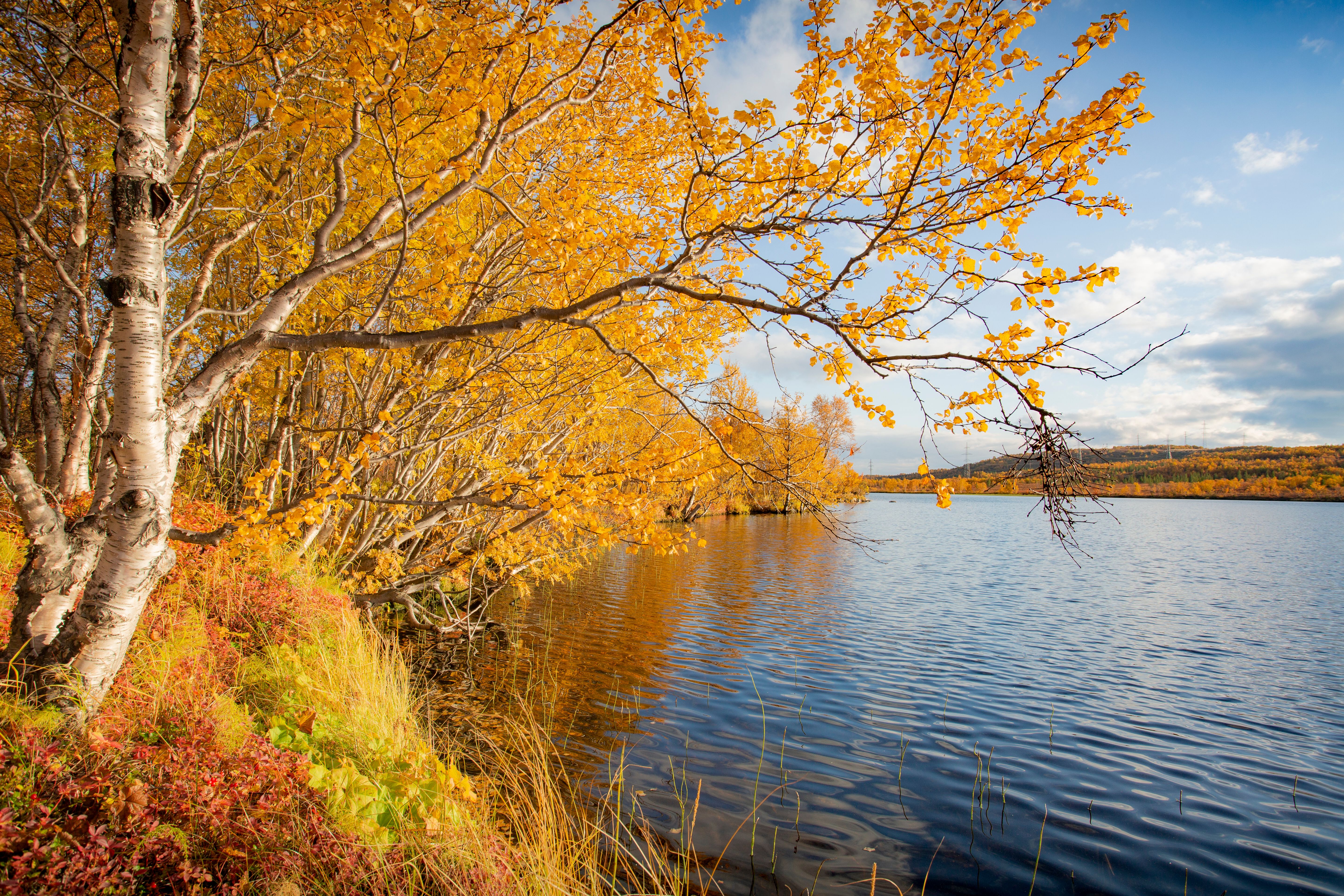 Brown Trees Beside River Under Blue Sky · Free Stock Photo